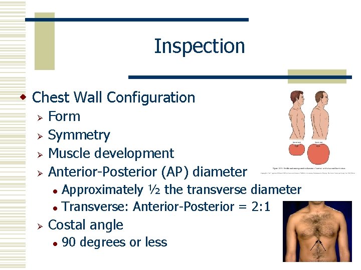 Inspection w Chest Wall Configuration Ø Ø Form Symmetry Muscle development Anterior-Posterior (AP) diameter