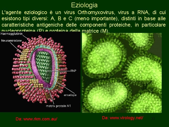 Eziologia L'agente eziologico è un virus Orthomyxovirus, virus a RNA, di cui esistono tipi