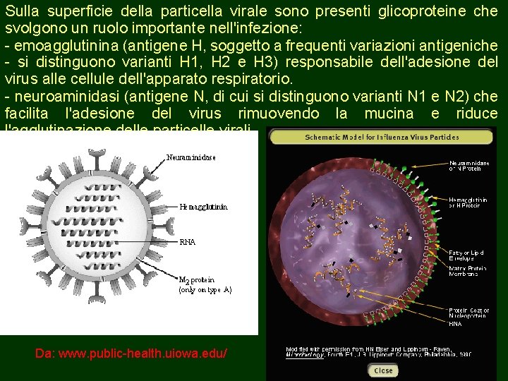 Sulla superficie della particella virale sono presenti glicoproteine che svolgono un ruolo importante nell'infezione: