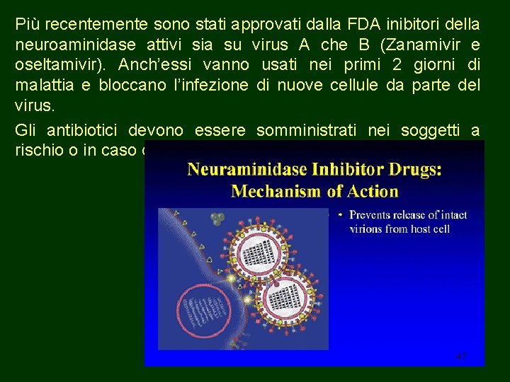 Più recentemente sono stati approvati dalla FDA inibitori della neuroaminidase attivi sia su virus