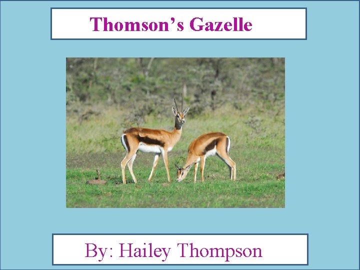 Thomson’s Gazelle By: Hailey Thompson 