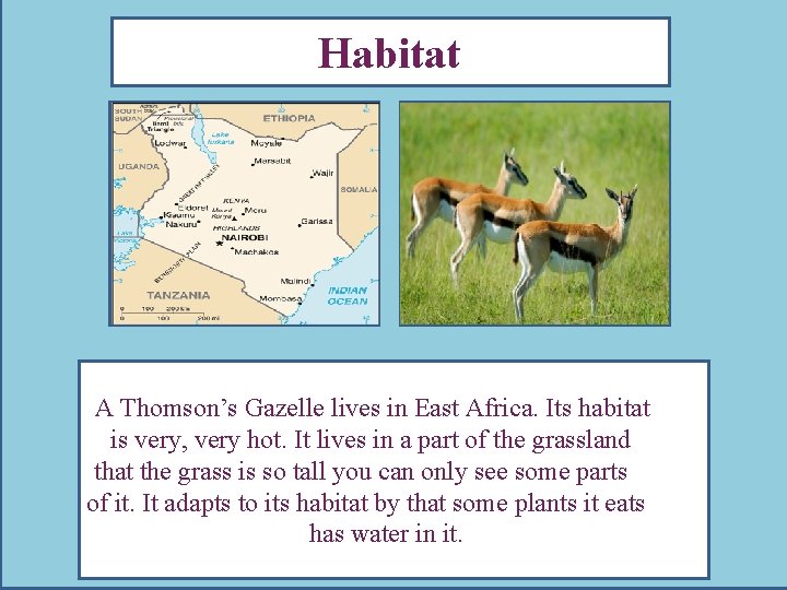 very gazelles