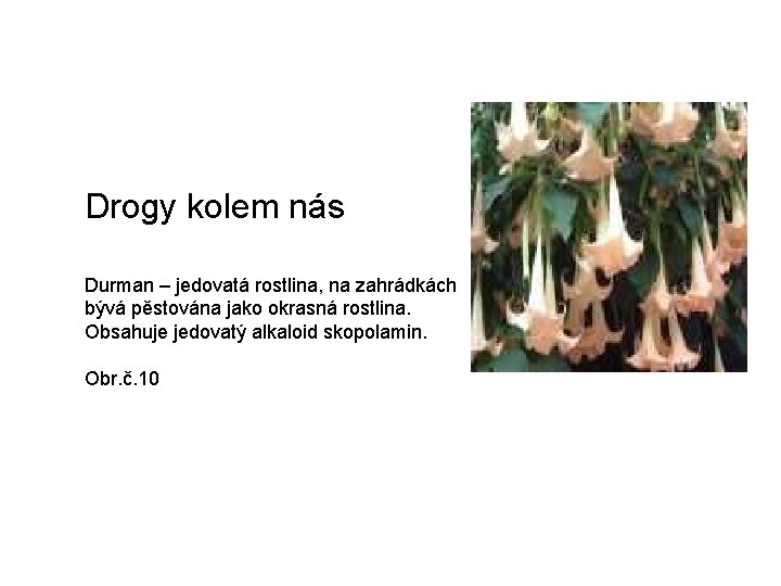 Drogy kolem nás Durman – jedovatá rostlina, na zahrádkách bývá pěstována jako okrasná rostlina.