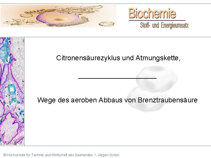 Citronensäurezyklus und Atmungskette, __________ Wege des aeroben Abbaus von Brenztraubensäure © Hochschule für Technik