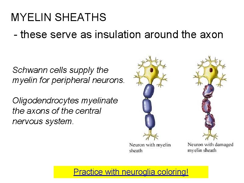 MYELIN SHEATHS - these serve as insulation around the axon Schwann cells supply the