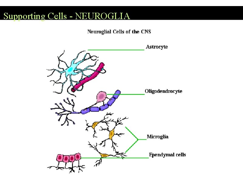 Supporting Cells - NEUROGLIA 