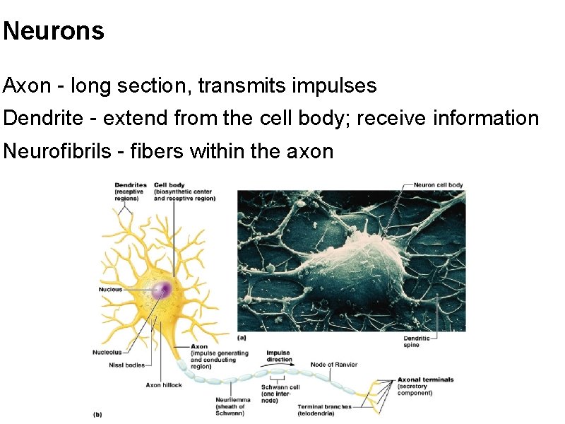 Neurons Axon - long section, transmits impulses Dendrite - extend from the cell body;