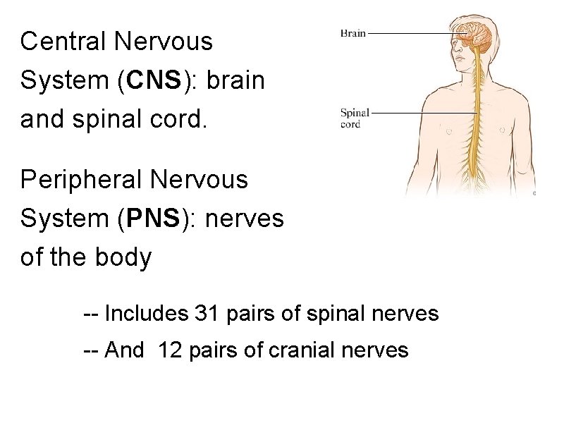 Central Nervous System (CNS): brain and spinal cord. Peripheral Nervous System (PNS): nerves of