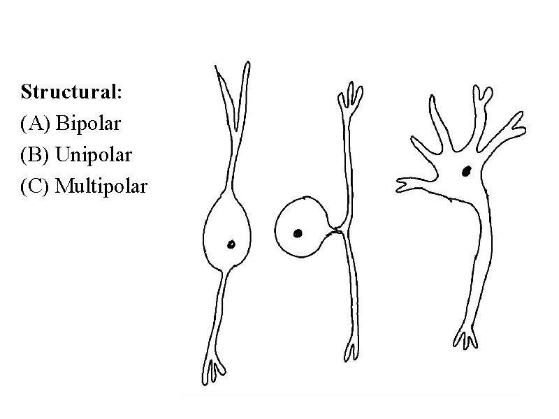 Structural: (A) Bipolar (B) Unipolar (C) Multipolar 