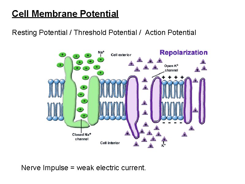 Cell Membrane Potential Resting Potential / Threshold Potential / Action Potential Nerve Impulse =