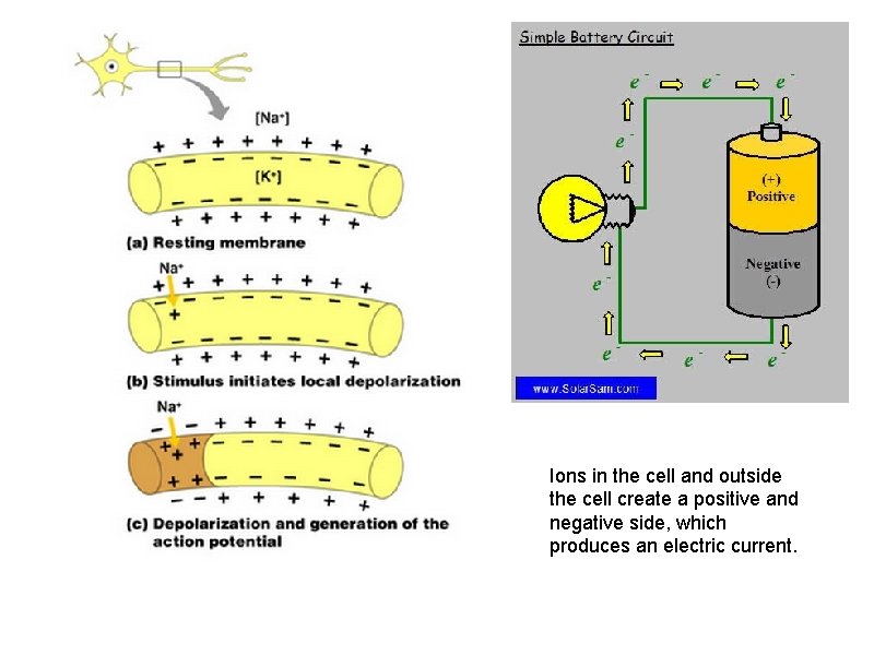 Ions in the cell and outside the cell create a positive and negative side,