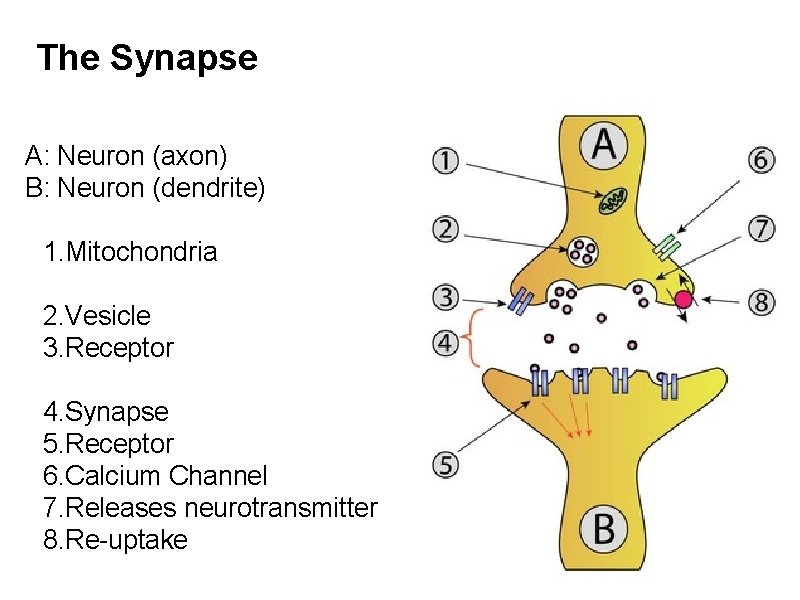 The Synapse A: Neuron (axon) B: Neuron (dendrite) 1. Mitochondria 2. Vesicle 3. Receptor