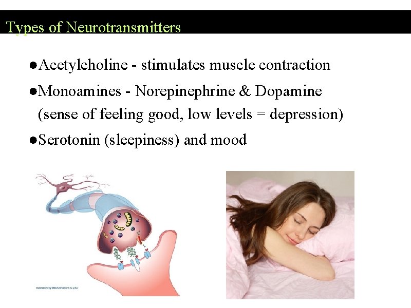 Types of Neurotransmitters ●Acetylcholine - stimulates muscle contraction ●Monoamines - Norepinephrine & Dopamine (sense