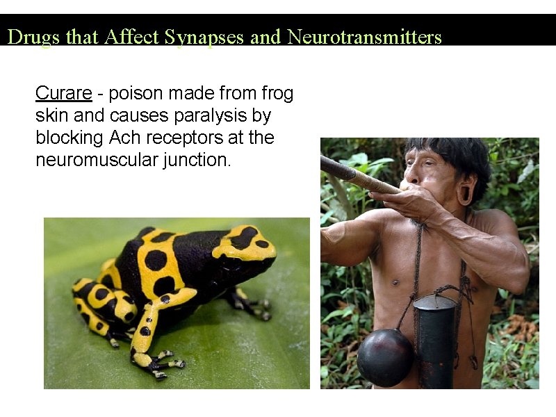 Drugs that Affect Synapses and Neurotransmitters Curare - poison made from frog skin and