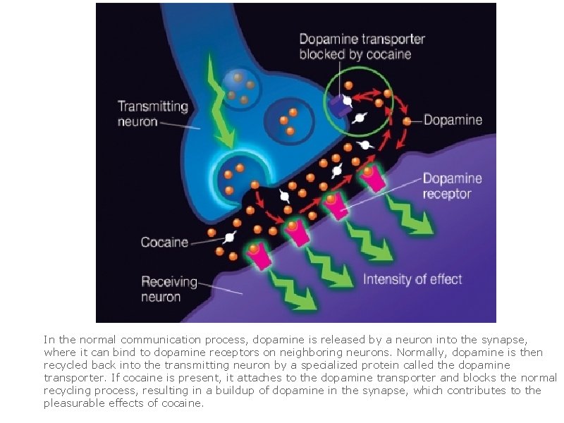 In the normal communication process, dopamine is released by a neuron into the synapse,