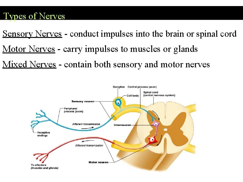 Types of Nerves Sensory Nerves - conduct impulses into the brain or spinal cord