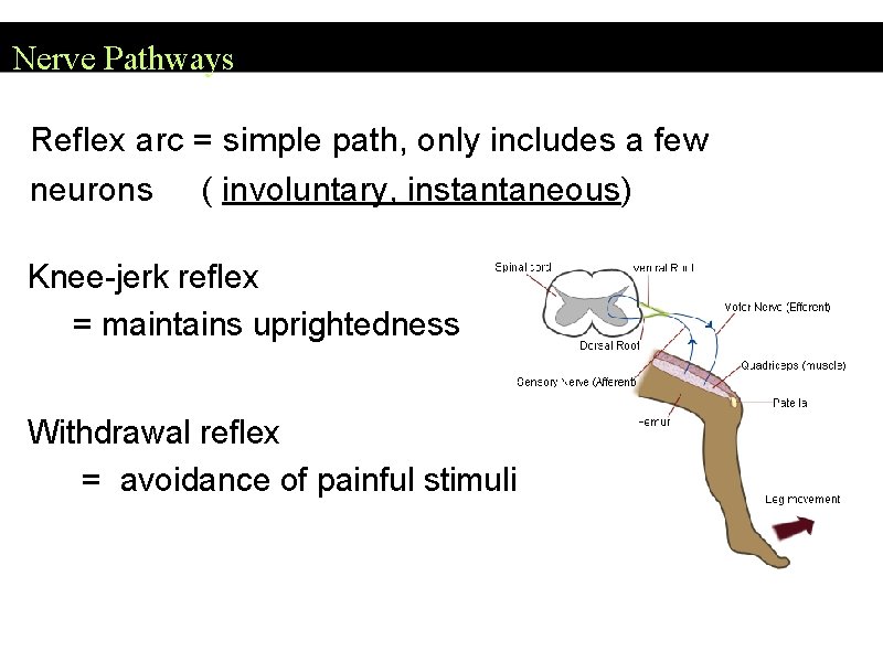 Nerve Pathways Reflex arc = simple path, only includes a few neurons ( involuntary,