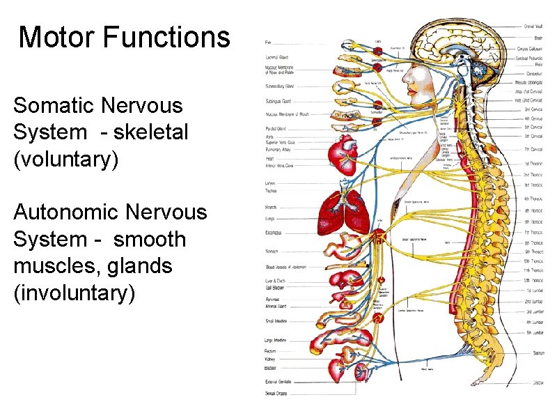 Motor Functions Somatic Nervous System - skeletal (voluntary) Autonomic Nervous System - smooth muscles,