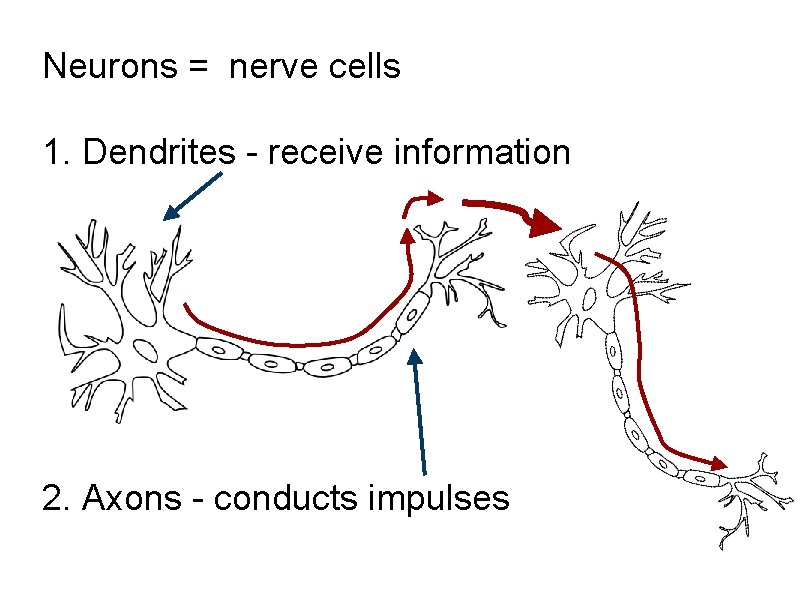 Neurons = nerve cells 1. Dendrites - receive information 2. Axons - conducts impulses