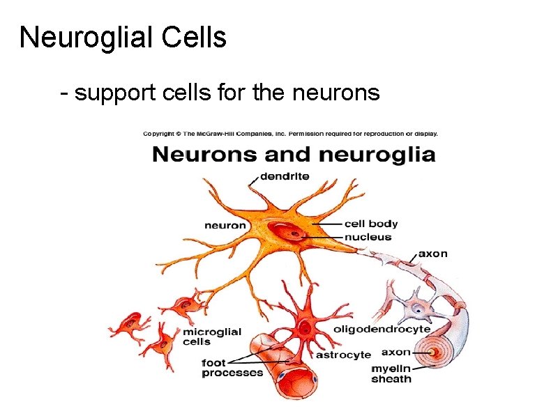 Neuroglial Cells - support cells for the neurons 