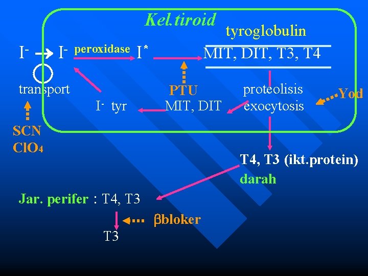 Kel. tiroid I- peroxidase tyroglobulin MIT, DIT, T 3, T 4 I* transport I-