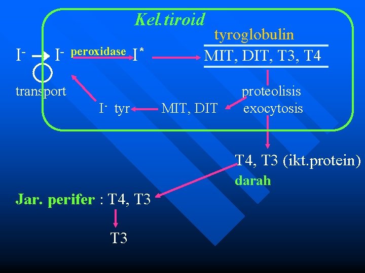 Kel. tiroid I- peroxidase I* tyroglobulin MIT, DIT, T 3, T 4 transport I-