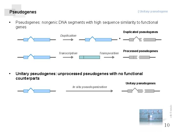 Pseudogenes ▪ { Unitary pseudogene Pseudogenes: nongenic DNA segments with high sequence similarity to