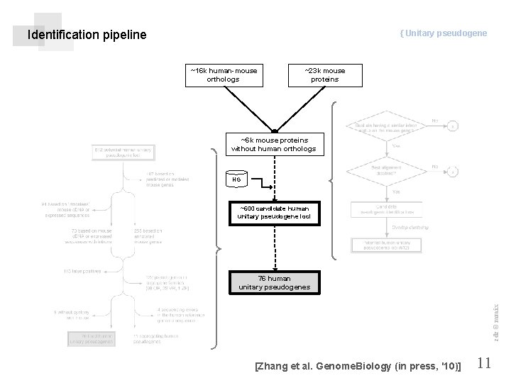 Identification pipeline { Unitary pseudogene ~16 k human-mouse orthologs ~23 k mouse proteins ~6