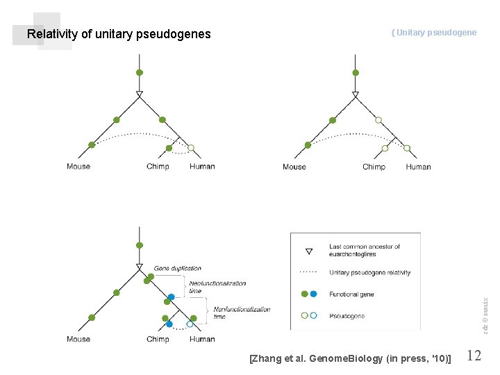 { Unitary pseudogene zdz © mmix Relativity of unitary pseudogenes [Zhang et al. Genome.