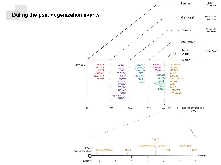 { Unitary pseudogene zdz © mmix Dating the pseudogenization events 14 