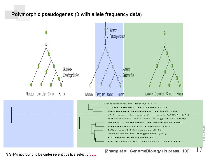 zdz © mmix Polymorphic pseudogenes (3 with allele frequency data) . . 3 SNPs