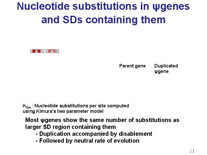 Nucleotide substitutions in ψgenes and SDs containing them Parent gene Duplicated ψgene K 2