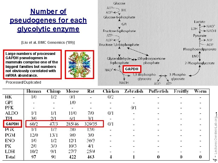 Number of pseudogenes for each glycolytic enzyme [Liu et al. BMC Genomics ('09)] Large