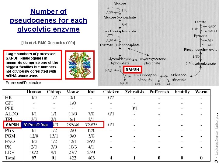 Number of pseudogenes for each glycolytic enzyme [Liu et al. BMC Genomics ('09)] Large