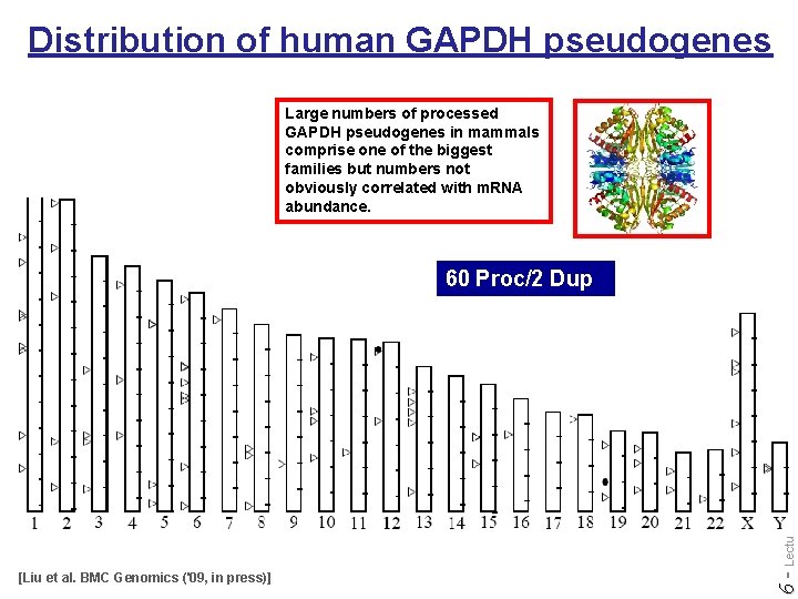Distribution of human GAPDH pseudogenes Large numbers of processed GAPDH pseudogenes in mammals comprise