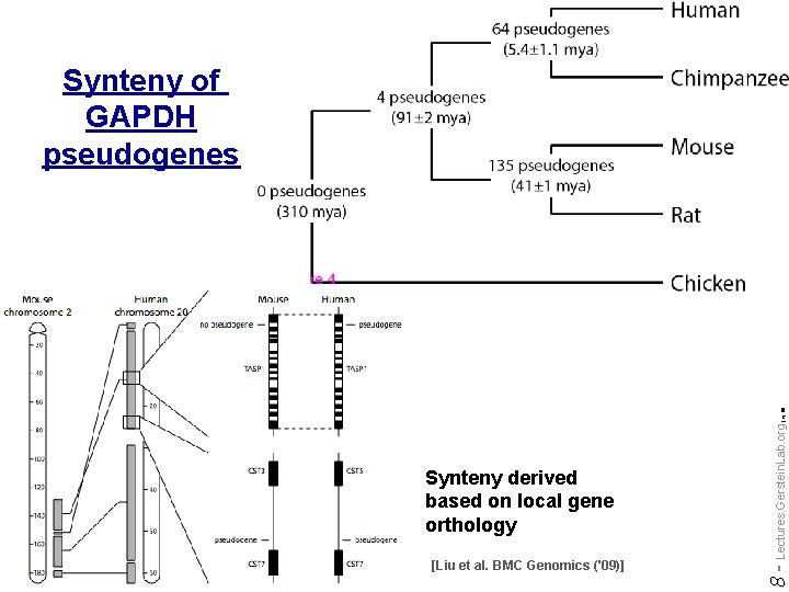 Synteny derived based on local gene orthology [Liu et al. BMC Genomics ('09)] Do