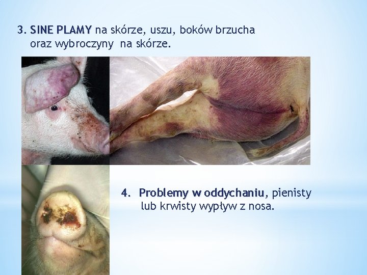 3. SINE PLAMY na skórze, uszu, boków brzucha oraz wybroczyny na skórze. 4. Problemy