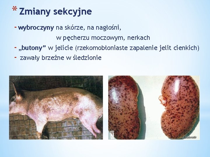 * Zmiany sekcyjne - wybroczyny na skórze, na nagłośni, w pęcherzu moczowym, nerkach -