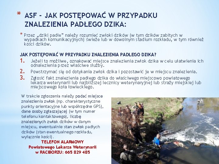 * ASF - JAK POSTĘPOWAĆ W PRZYPADKU ZNALEZIENIA PADŁEGO DZIKA: * Przez „dziki padłe”