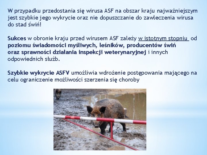 W przypadku przedostania się wirusa ASF na obszar kraju najważniejszym jest szybkie jego wykrycie
