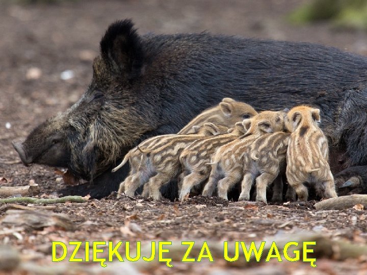 DZIĘKUJĘ ZA UWAGĘ 