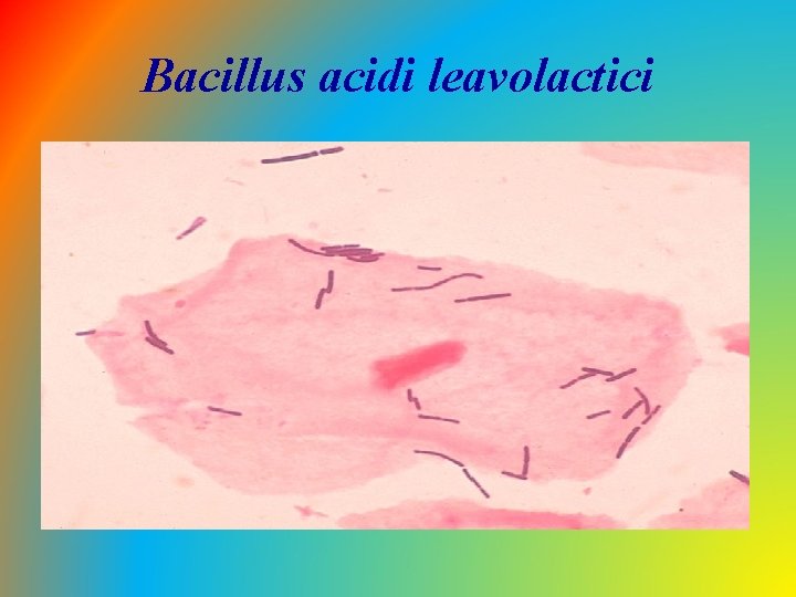 Bacillus acidi leavolactici 