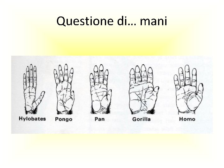 Questione di… mani 