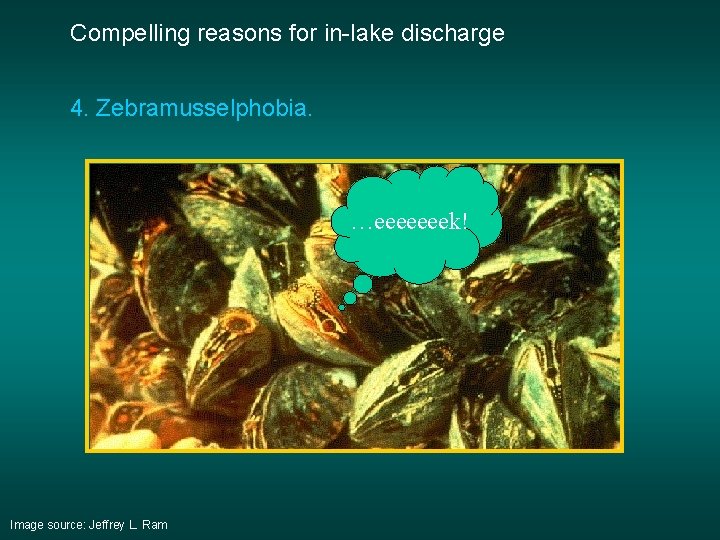 Compelling reasons for in-lake discharge 4. Zebramusselphobia. …eeeeeeek! Image source: Jeffrey L. Ram Compelling reasons for in-lake discharge 4. Zebramusselphobia. …eeeeeeek! Image source: Jeffrey L. Ram