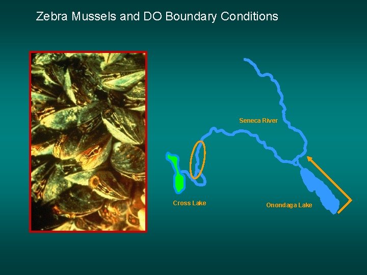 Zebra Mussels and DO Boundary Conditions Seneca River Cross Lake Onondaga Lake Zebra Mussels and DO Boundary Conditions Seneca River Cross Lake Onondaga Lake