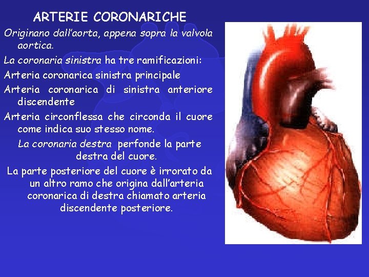 ARTERIE CORONARICHE Originano dall’aorta, appena sopra la valvola aortica. La coronaria sinistra ha tre