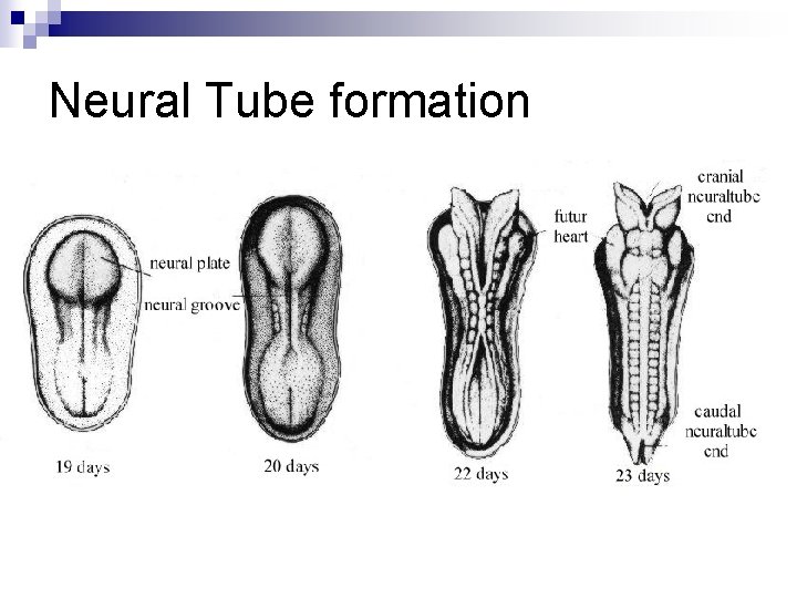 Neural Tube formation 