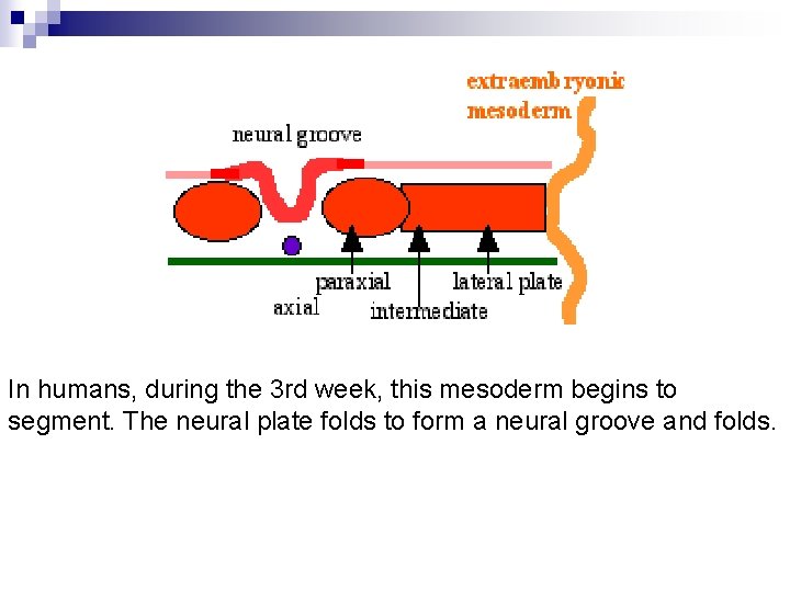 In humans, during the 3 rd week, this mesoderm begins to segment. The neural