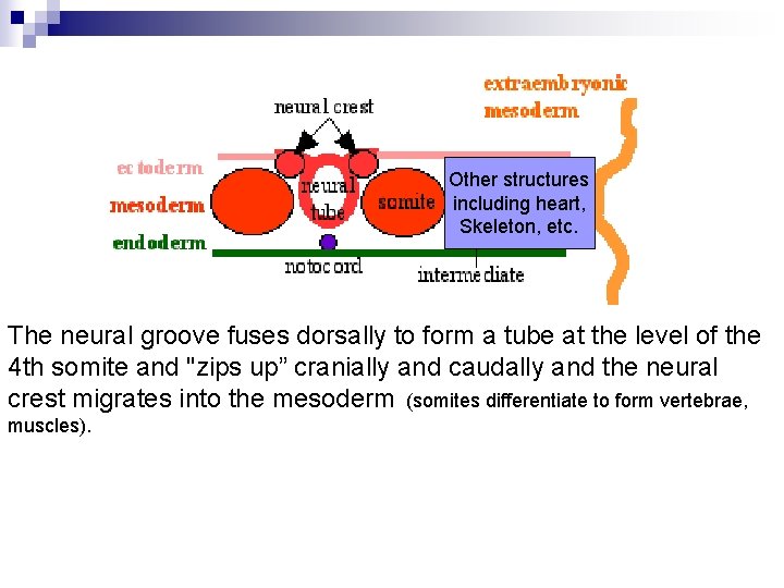 Other structures including heart, Skeleton, etc. The neural groove fuses dorsally to form a