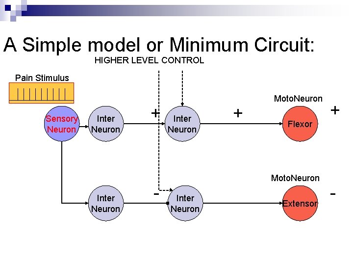 A Simple model or Minimum Circuit: HIGHER LEVEL CONTROL Pain Stimulus Sensory Neuron Inter